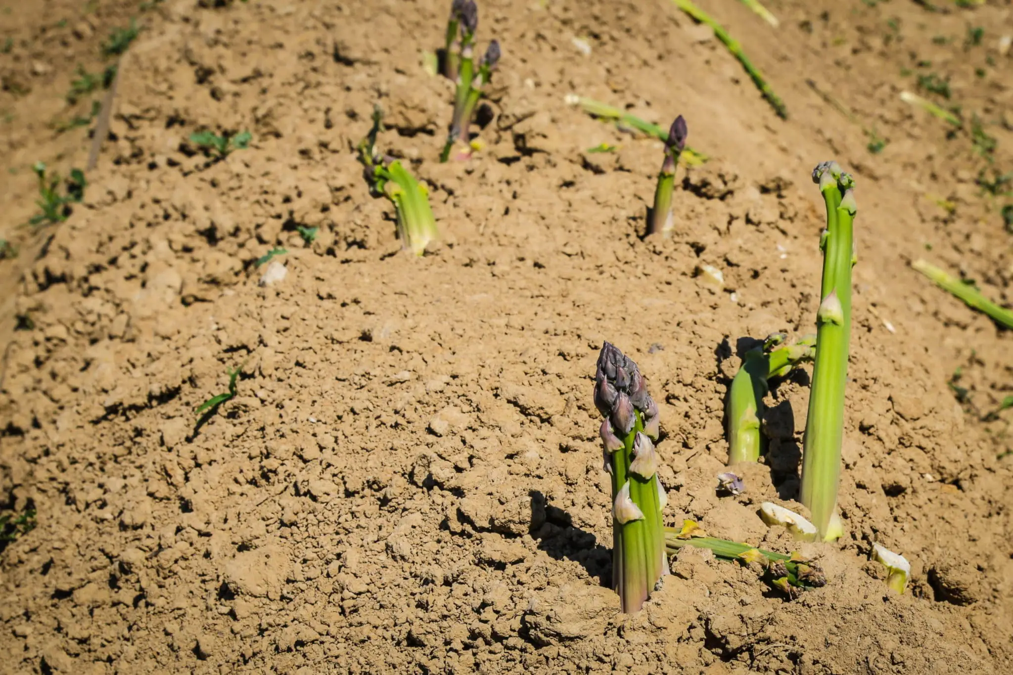 5 korzyści z uprawy szparagów we Włoszech i Irlandii Północnej