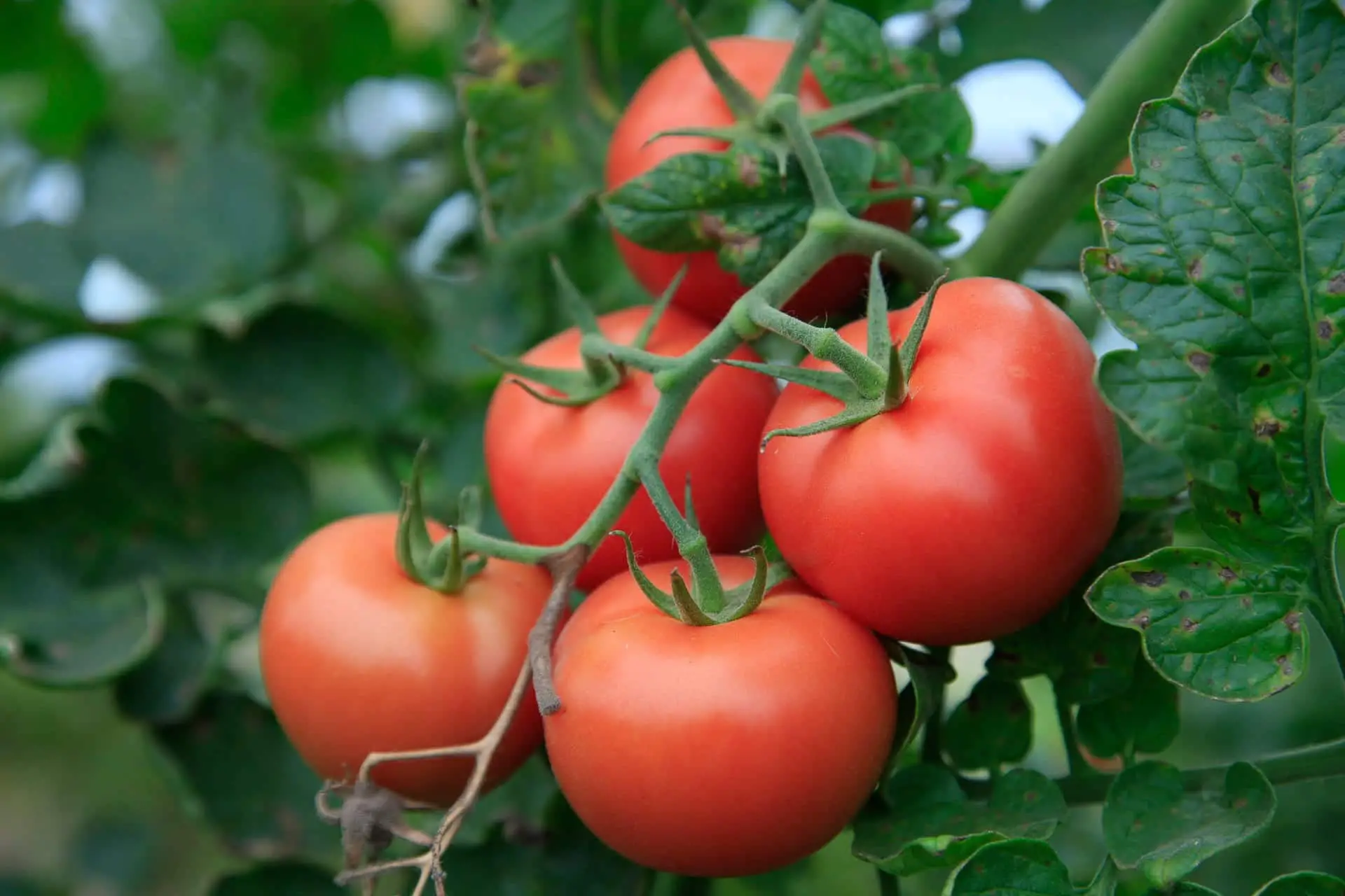6 sekretów uprawy pomidorów we Włoszech