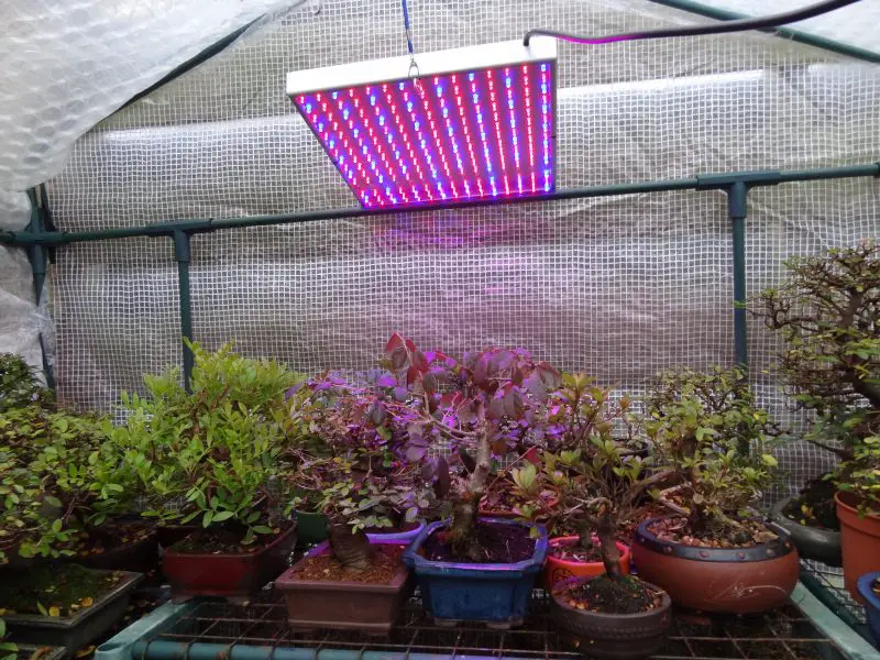 Co daje lepsze światło dla rosnących roślin w fluorescencyjnym tunelu foliowym lub LED