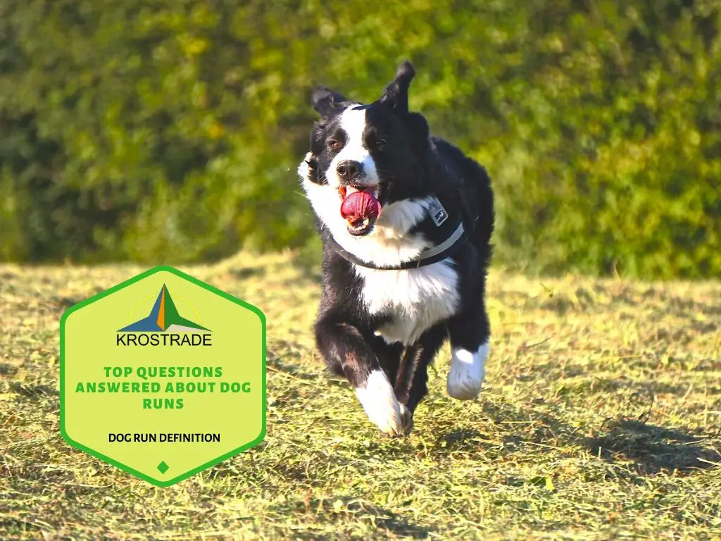 Definicja wybiegu dla psa | Najpopularniejsze pytania dotyczące wybiegów dla psów