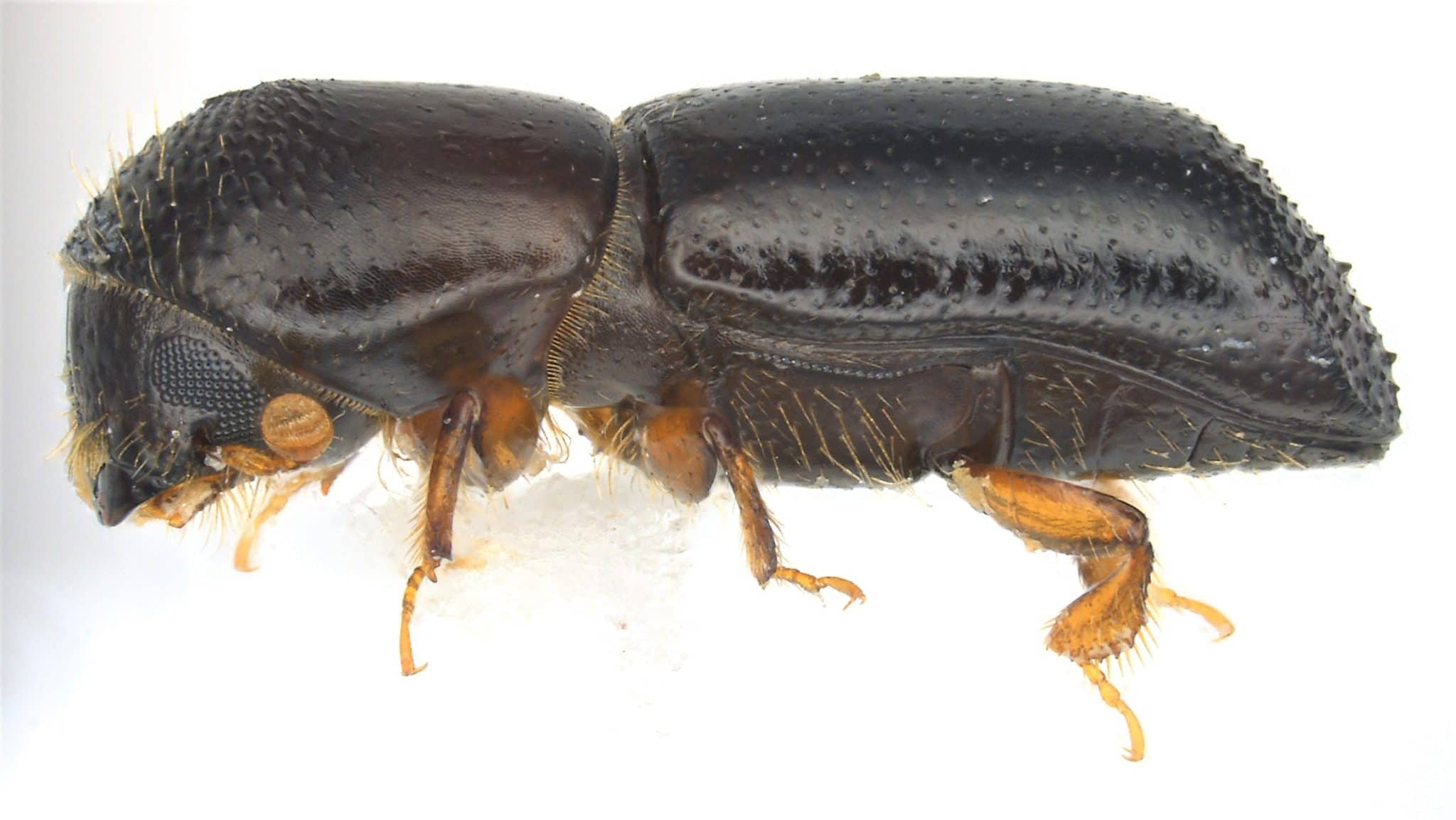 Dlaczego chrząszcz Ambrosia Redbay jest inwazyjnym gatunkiem niepokojącym?