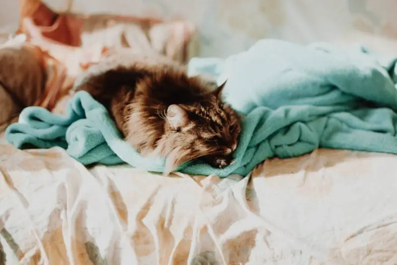 Dlaczego koty sikają do łóżka? 5 najlepszych powodów!