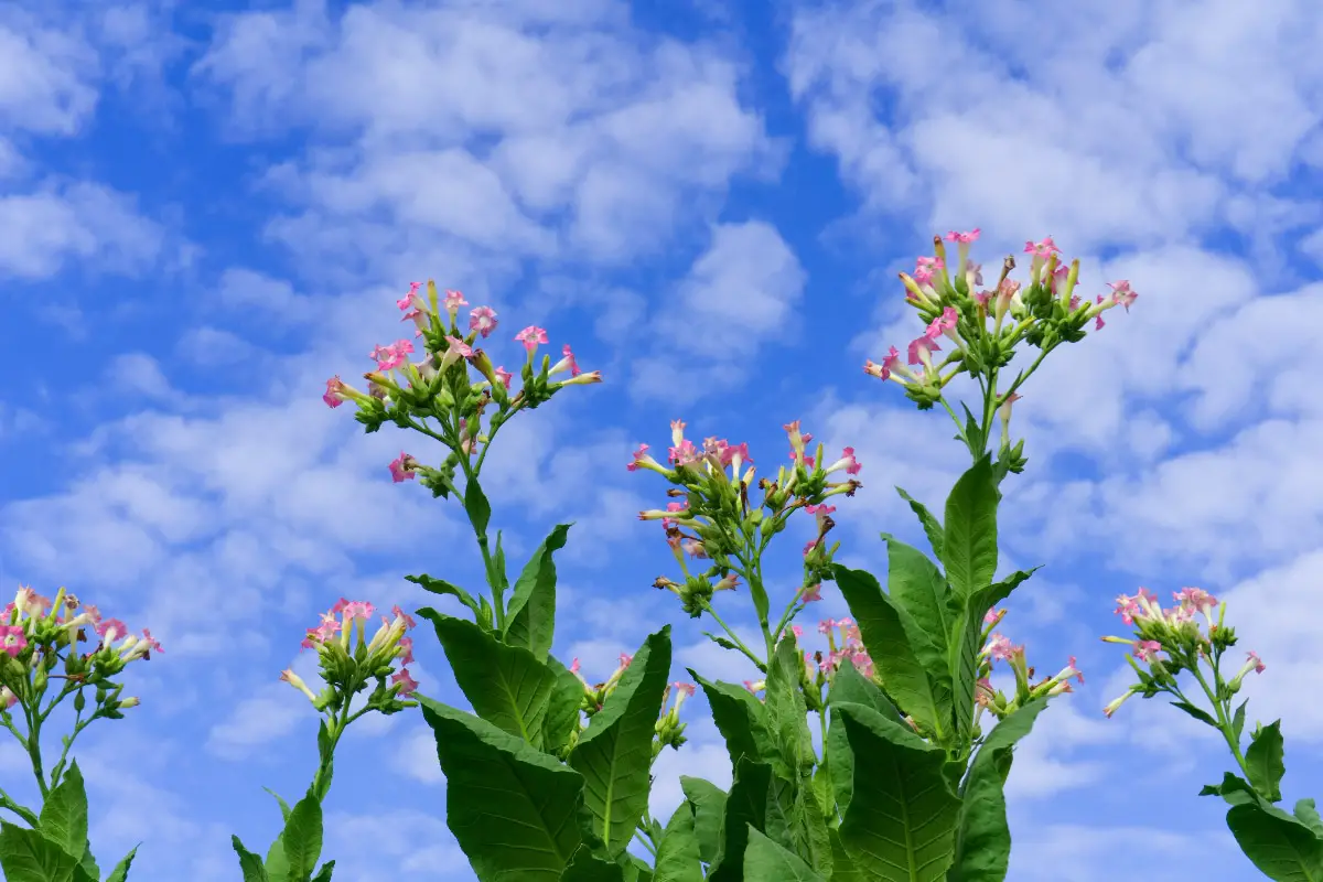 Dlaczego kwiaty na roślinach tytoniu zmieniają wygląd?