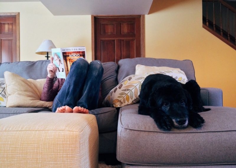 Dlaczego psy liżą łóżko? 5 najlepszych powodów!