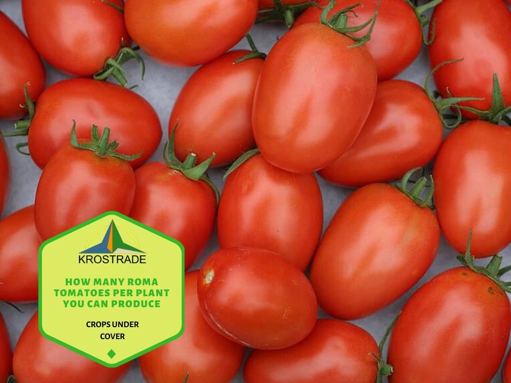 Ile pomidorów Roma z rośliny można wyprodukować?