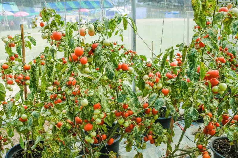 Ile światła używa się do uprawy pomidorów w komercyjnych tunelach foliowych