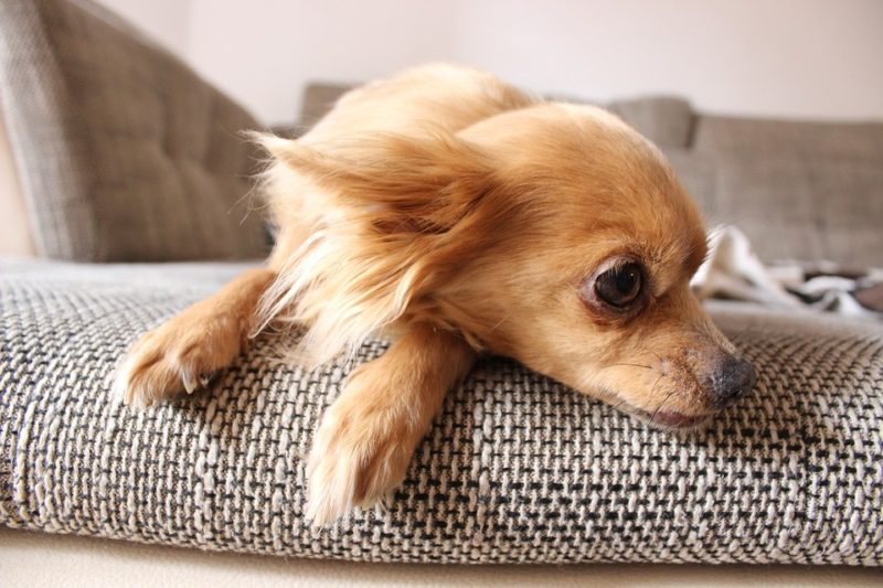 Jak chronić sofę przed psem: 2 najskuteczniejsze sposoby?