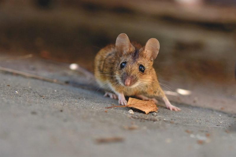 Jak czyścić odchody myszy z sofy w 3 krokach?