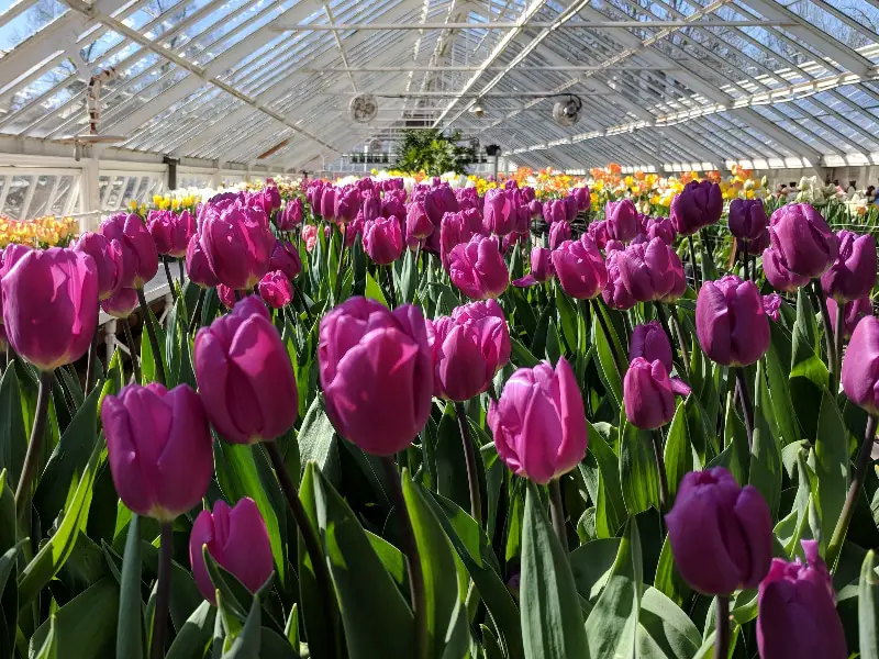 Jak dbać o hydroponiczne tulipany na sukces?