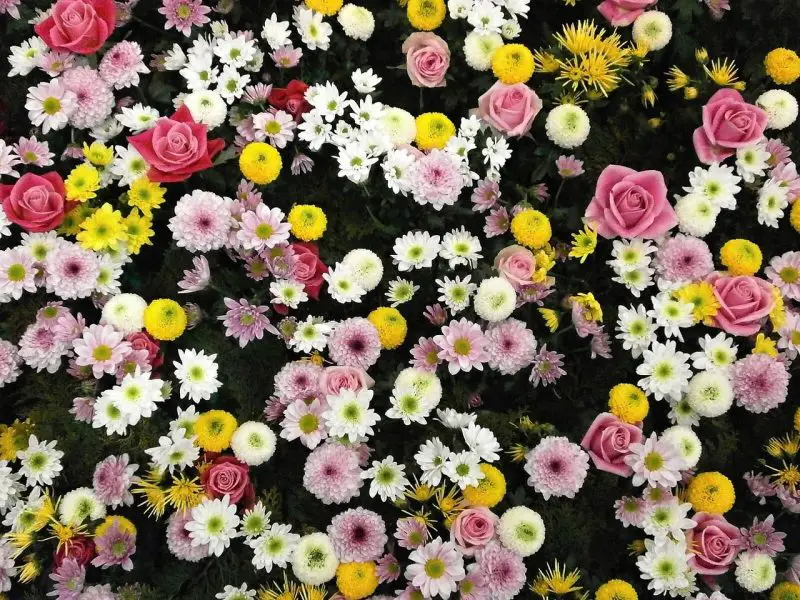 Jak dbać o róże dywanowe. 3 czynniki do opanowania