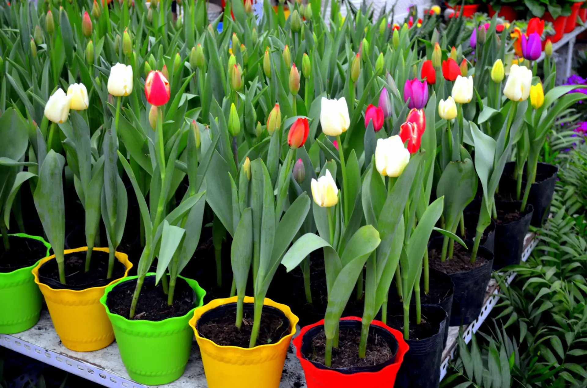 Jak dbać o tulipany doniczkowe w 4 prostych krokach