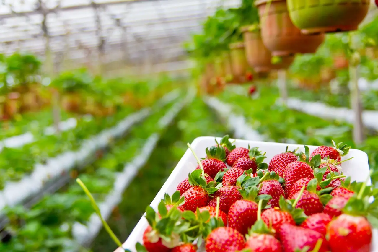 Jak długo trwa wzrost truskawek w hydroponice?