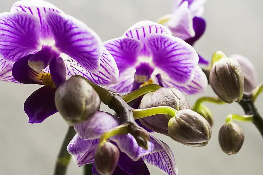 Jak długo wystarczy dodać lodowe orchidee?
