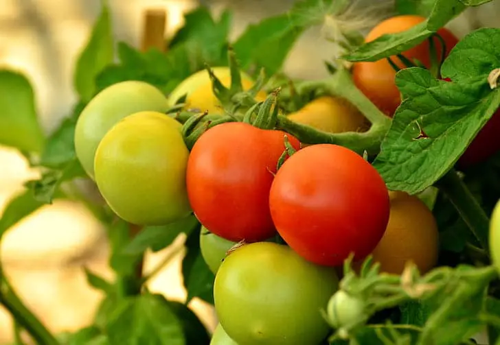 Jak hodować pomidory. 5 przydatnych wskazówek do naśladowania