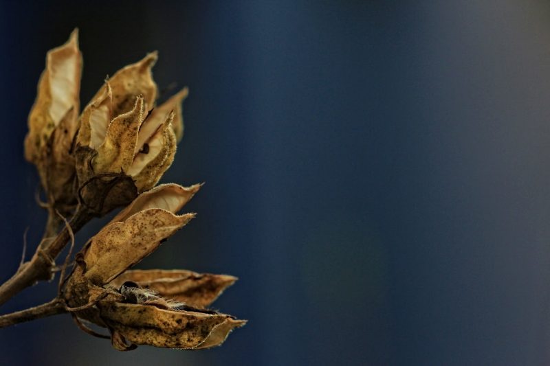 Jak kiełkować nasiona hibiskusa: 5 kroków do sukcesu