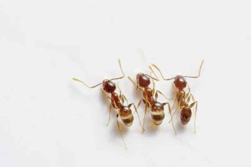 Jak pozbyć się mrówek w łóżku? 5 łatwych metod!