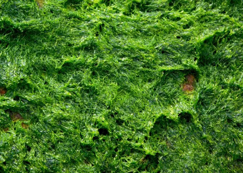 Jak pozbyć się zielonych alg z gleby siewnej?