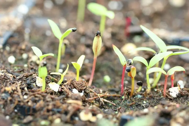 Jak przygotować nasiona roślin przed sadzeniem w tunelu foliowym?