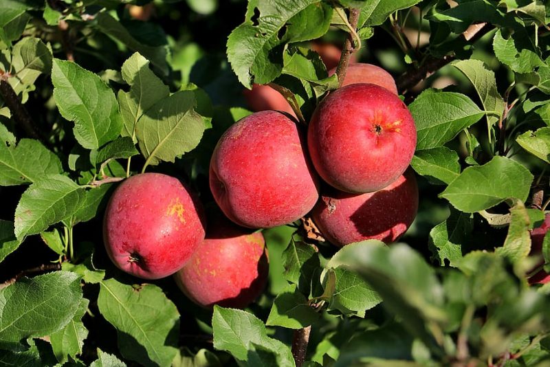 Jak rozpocząć działalność w Apple Orchard?