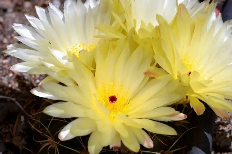 Jak skutecznie dbać o wiosenny kaktus?