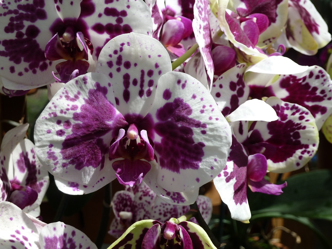 Jak skutecznie uratować przemoczoną orchideę?