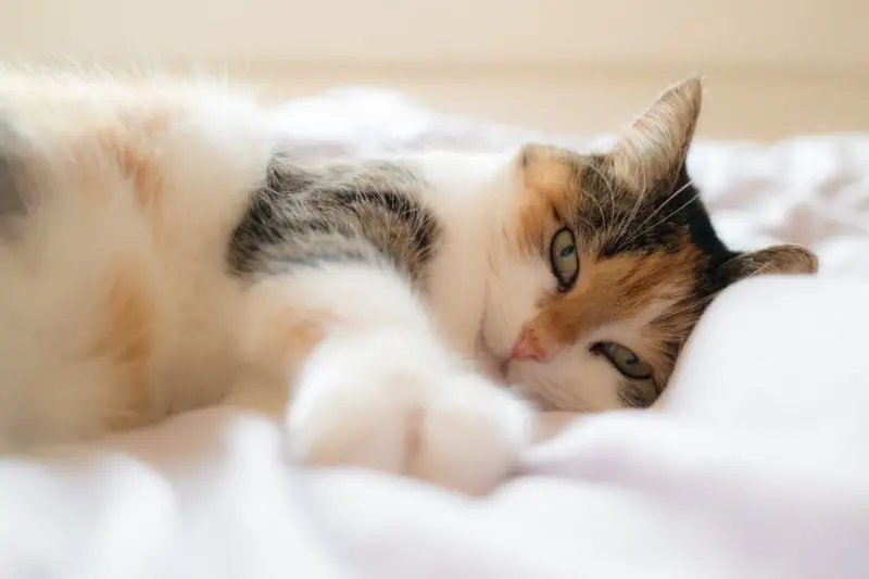 Jak trzymać koty z dala od łóżka? 5 pomocnych wskazówek!