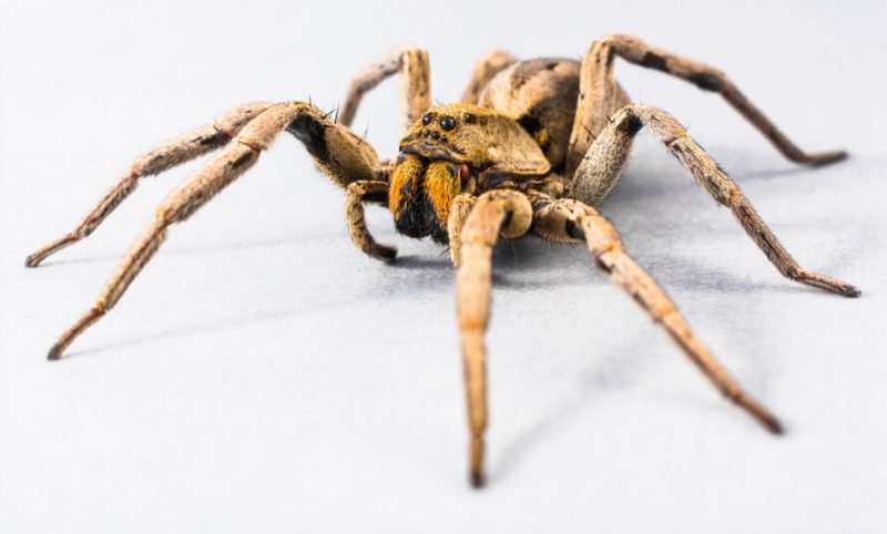 Jak trzymać pająki z dala od łóżka? 6 niesamowitych rzeczy!
