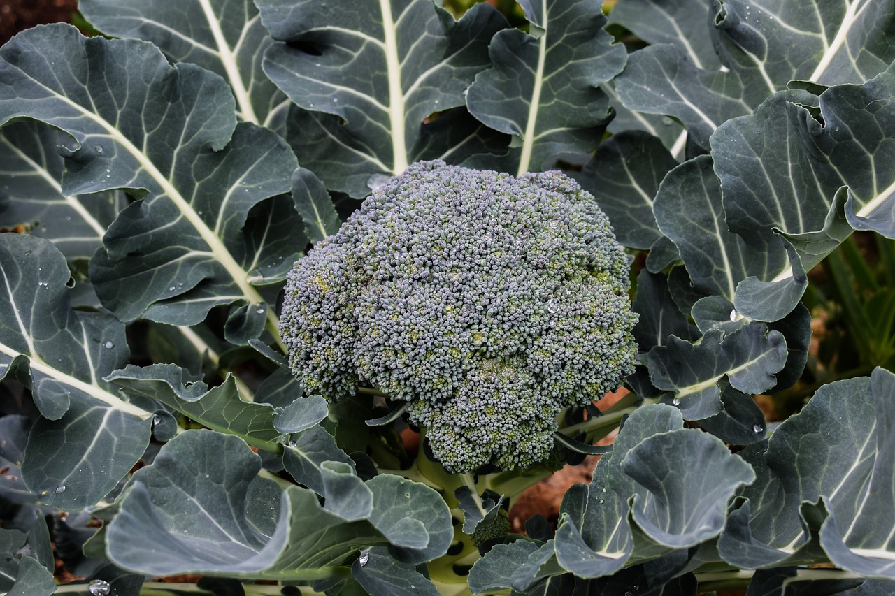 Jak uprawiać brokuły w najlepszy sposób?