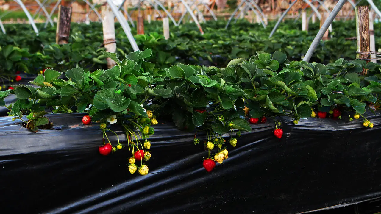 Jak uprawiać hydroponiczne truskawki