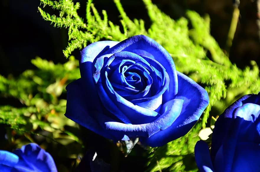 Jak uprawiać niebieskie róże