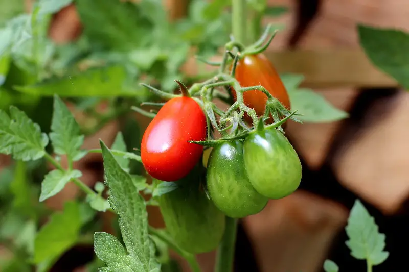 Jak uprawiać pomidory komercyjnie