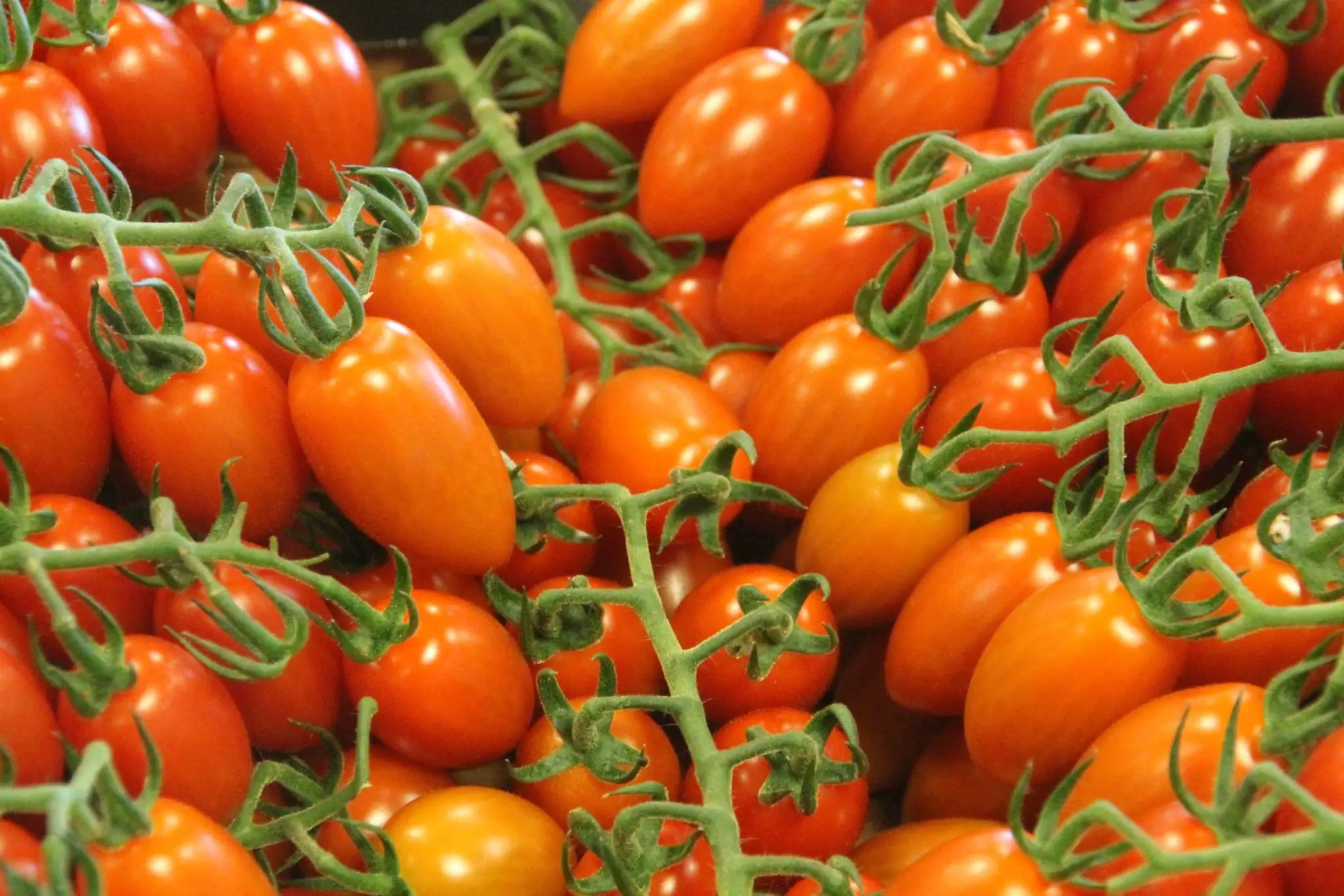 Jak uprawiać pomidory w mini tunelu foliowym?