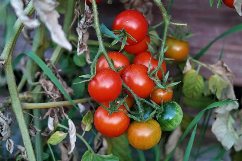 Jak uprawiać pomidory we Włoszech: podstawy