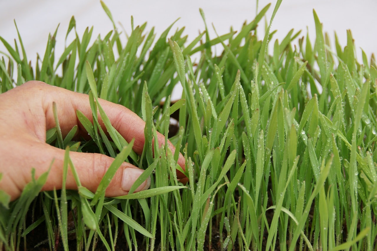 Jak uprawiać trawę pszeniczną hydroponicznie