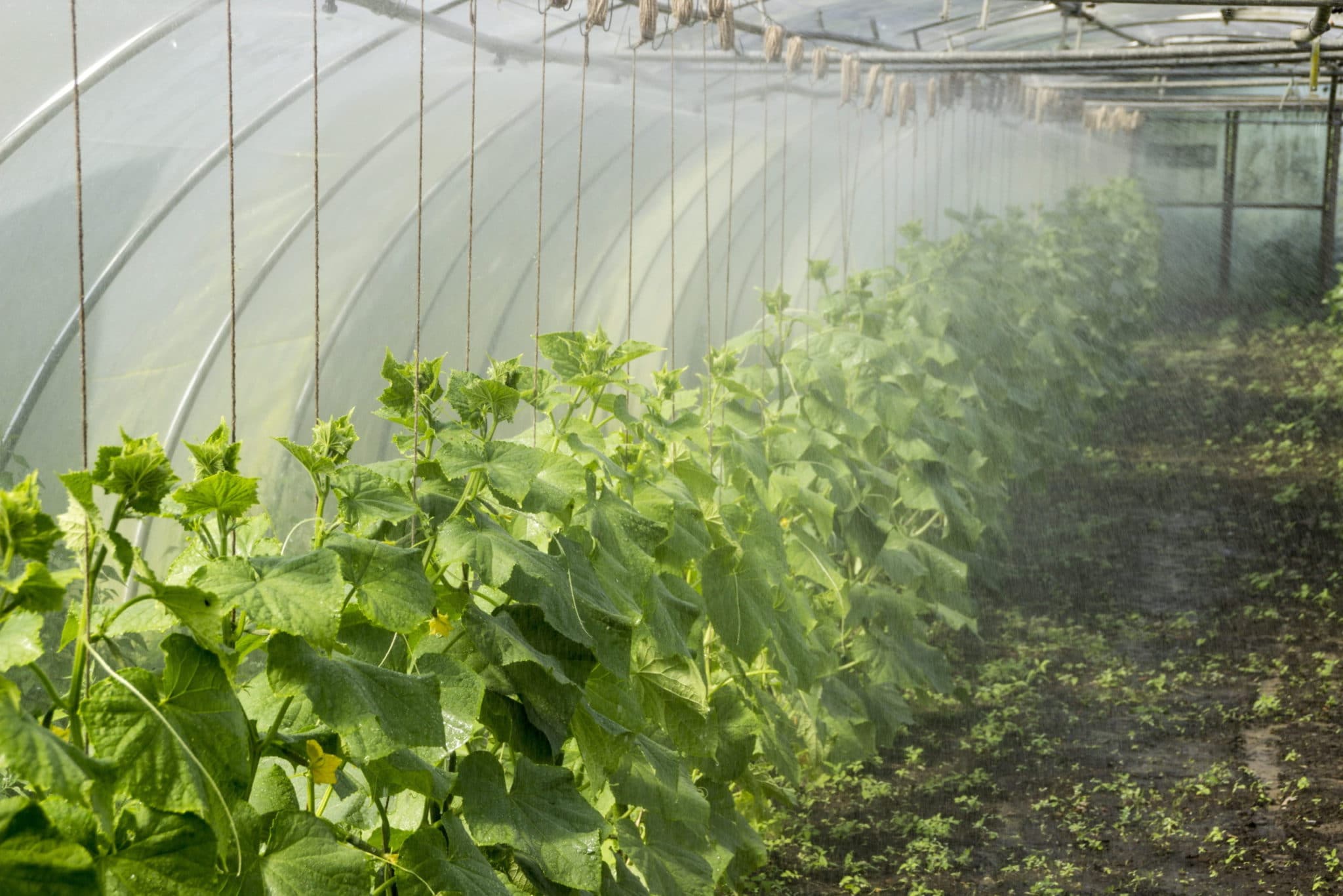Jak uprawiać warzywa w tunelu foliowym przez cały rok