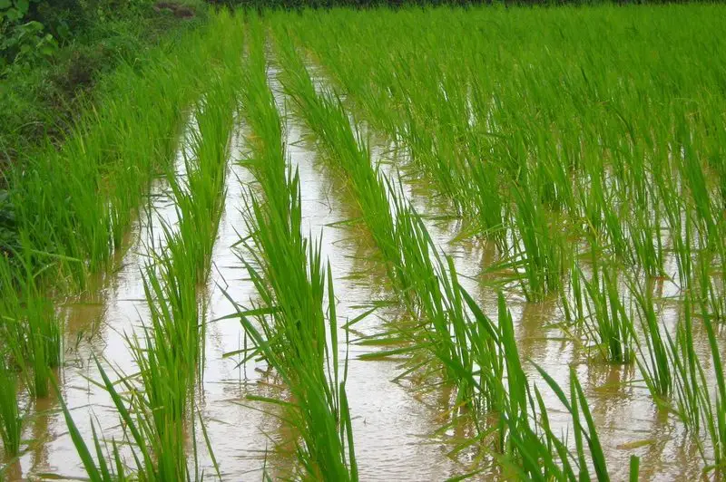 Jak Uprawić Ryż Hydroponicznie Uproszczone
