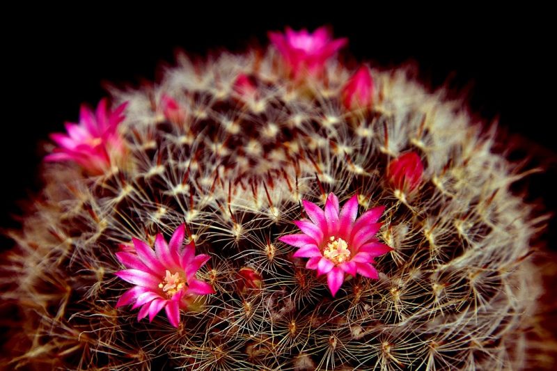Jak usunąć fałszywe kwiaty z kaktusa bez uszkadzania rośliny?