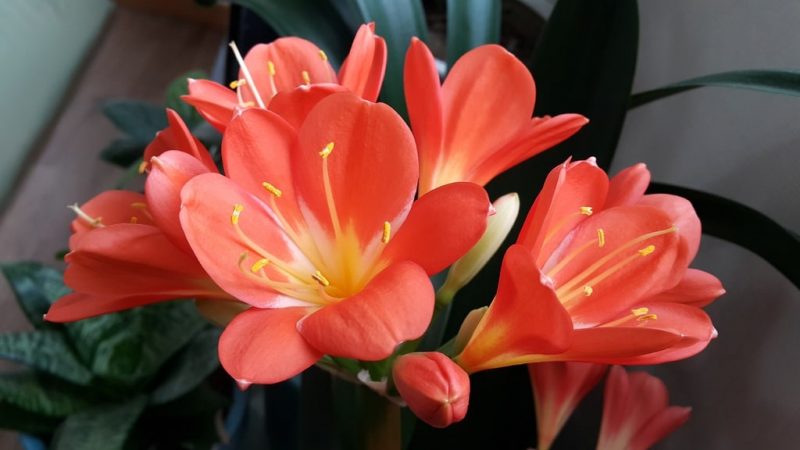 Jak utrzymać przy życiu doniczkowe tulipany: przewodnik krok po kroku