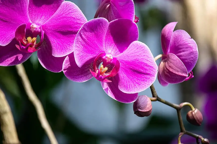 Jak uzyskać wiele łodyg na orchidei?