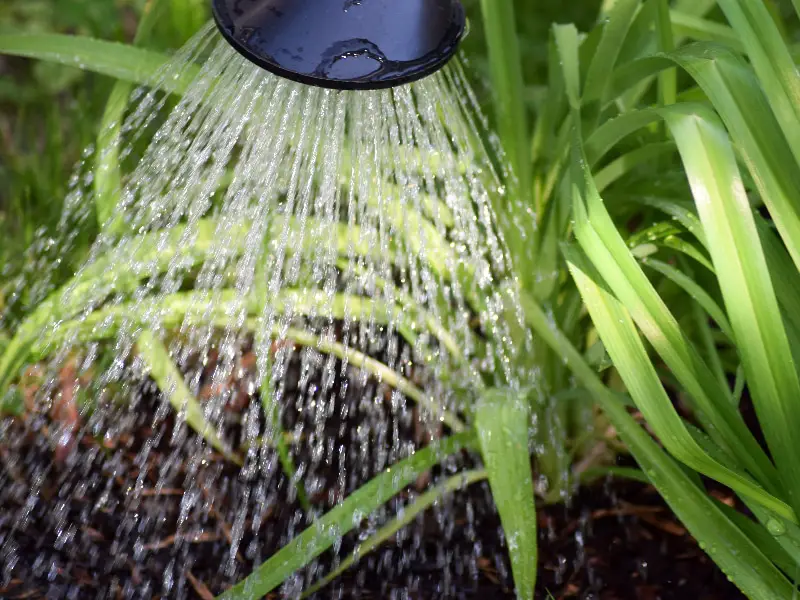 Jak zakwasić wodę dla swoich roślin