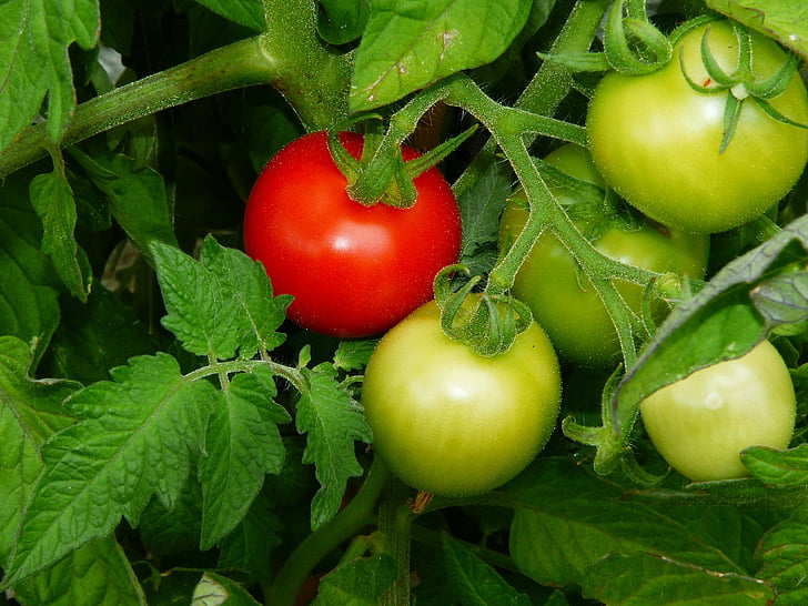 Jak zapylać pomidory w pomieszczeniach