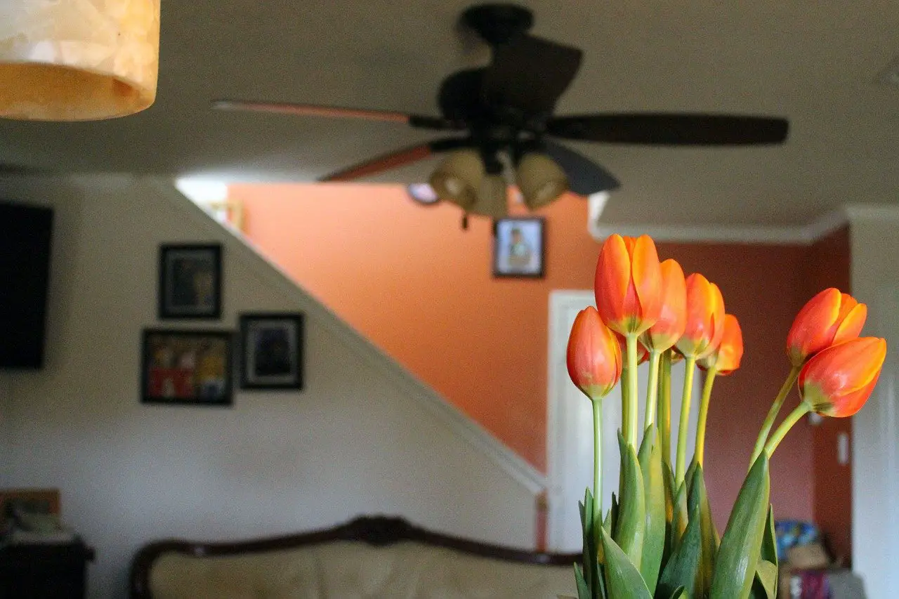 Jak zmusić tulipany do kwitnienia w pomieszczeniu?