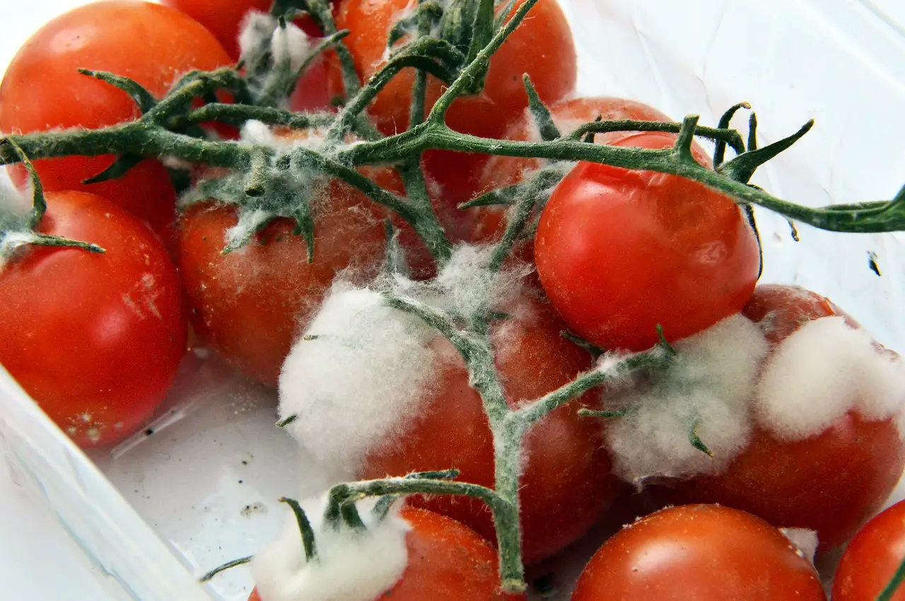 Kiedy pomidory psują się? 4 znaki
