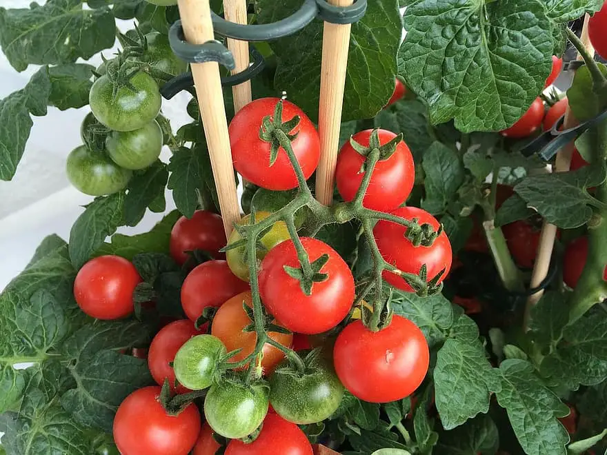 Kiedy sadzić pomidory w Kentucky