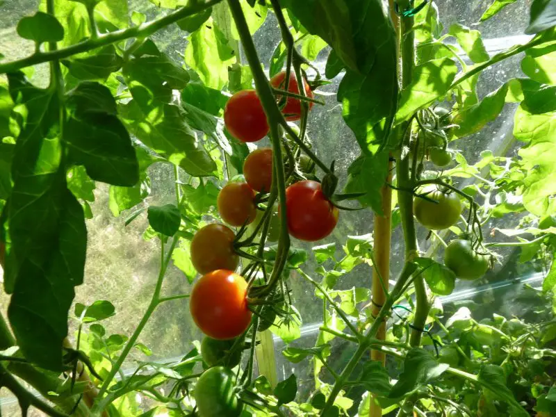 Kiedy zacząć uprawiać pomidory w tunelu foliowym?