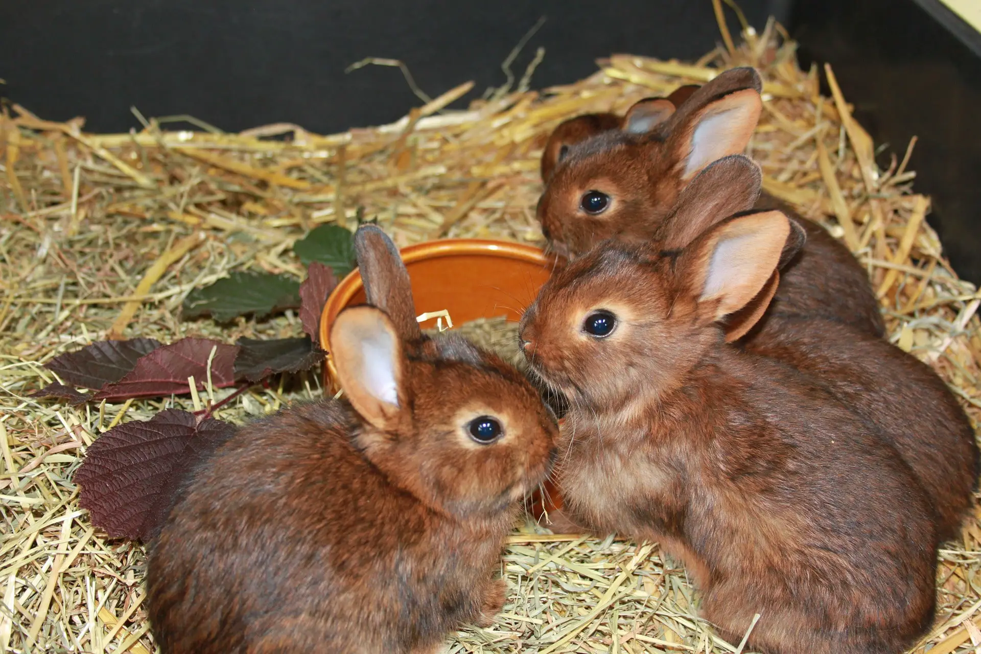 Limit wieku hodowlanego królików: wskazówki do zapamiętania