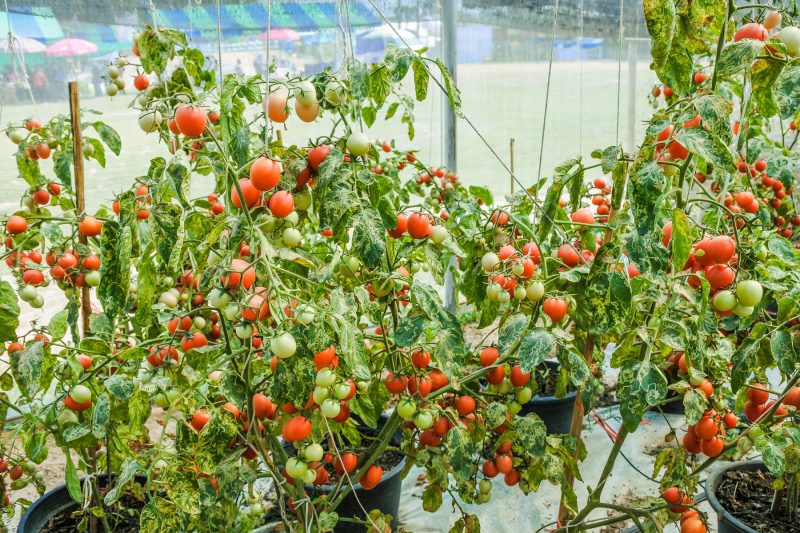 Uprawa pomidorów we Włoszech