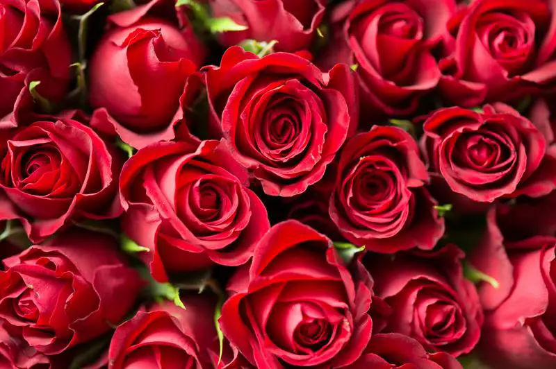 3 skuteczne metody leczenia mączniaka prawdziwego na różach