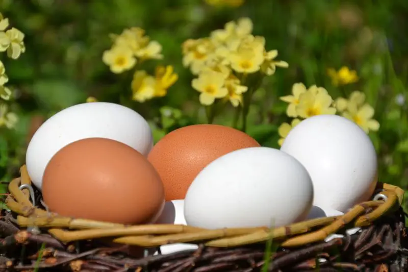 Ile jaj jest pobieranych podczas dawstwa? 3 zaskakujące fakty do poznania!