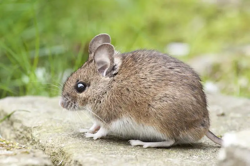 Ile kosztuje zwalczanie szkodników dla myszy? Najlepszy przewodnik dla właścicieli domów